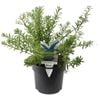 140mm Westringia Mundi - Westringia fruticosa Mundi