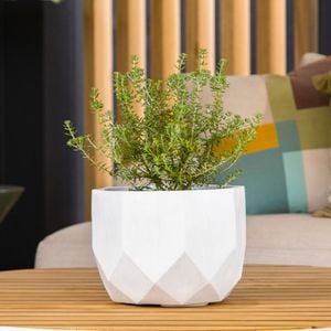 Phoenix egg pot in the living room