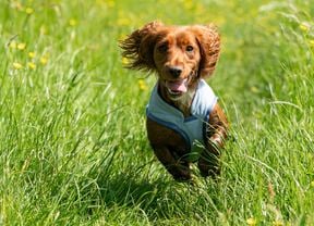 A young dog in a cooling vest runs happily through some grass.