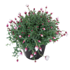 1.9L Helipterum Paper Cascade - Rhodanthe anthemoides