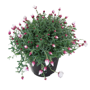 1.9L Helipterum Paper Cascade - Rhodanthe anthemoides