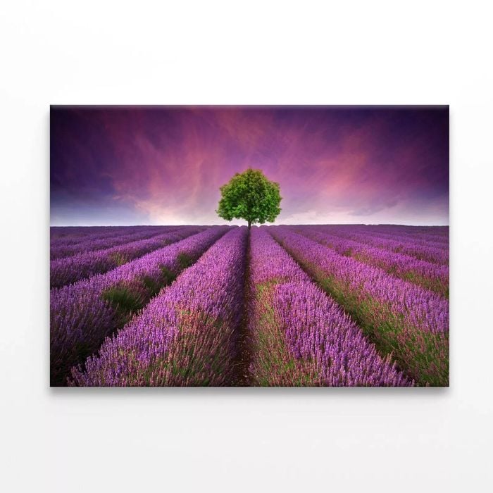 Lavender Field Sunset with a Tree  Print 100% Australian Made 75 x 50cm  (Stretched)