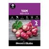 Bloomin' Bulbs Spring Purple Pack Yam Red Oca - Oxalis tuberosa - 2 Pack