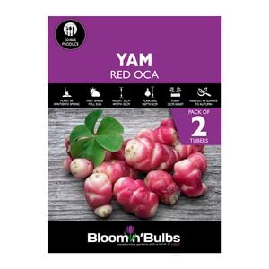 Bloomin' Bulbs Spring Purple Pack Yam Red Oca - Oxalis tuberosa - 2 Pack