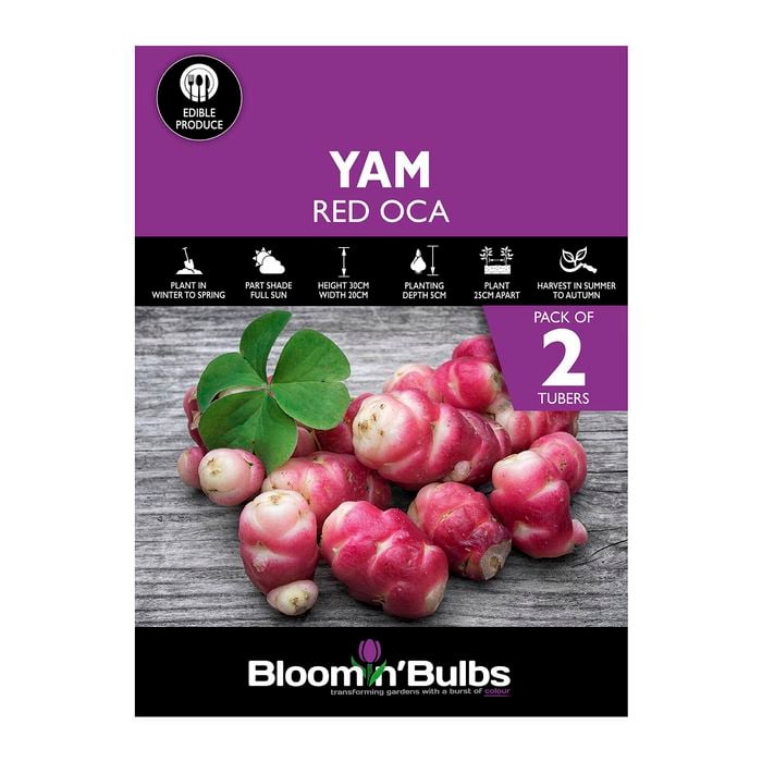 Bloomin' Bulbs Spring Purple Pack Yam Red Oca - Oxalis tuberosa - 2 Pack