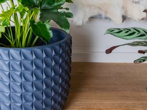 pot with plant