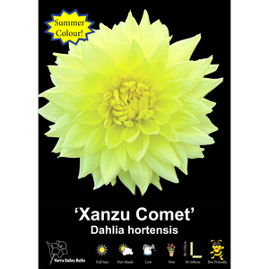 Yarra Valley Bulbs Xanzu Comet - 1 Pack