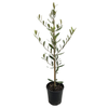 140mm Olive Manzanillo - Olea europaea