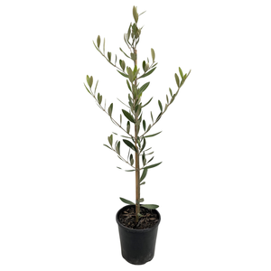 140mm Olive Manzanillo - Olea europaea