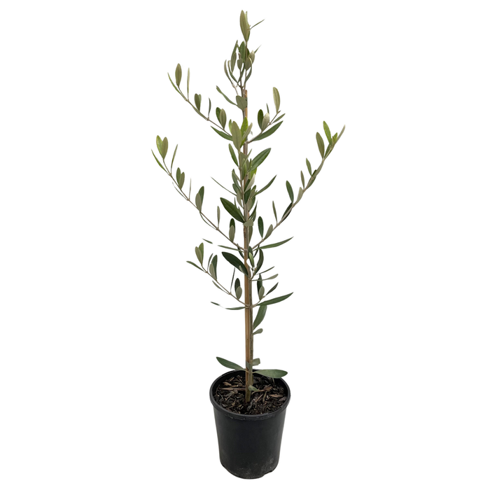 140mm Olive Manzanillo - Olea europaea
