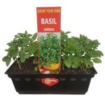 Greek Basil Punnet - Ocium basilicum