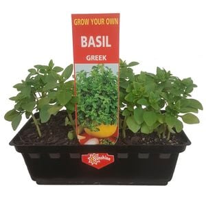 Greek Basil Punnet - Ocium basilicum