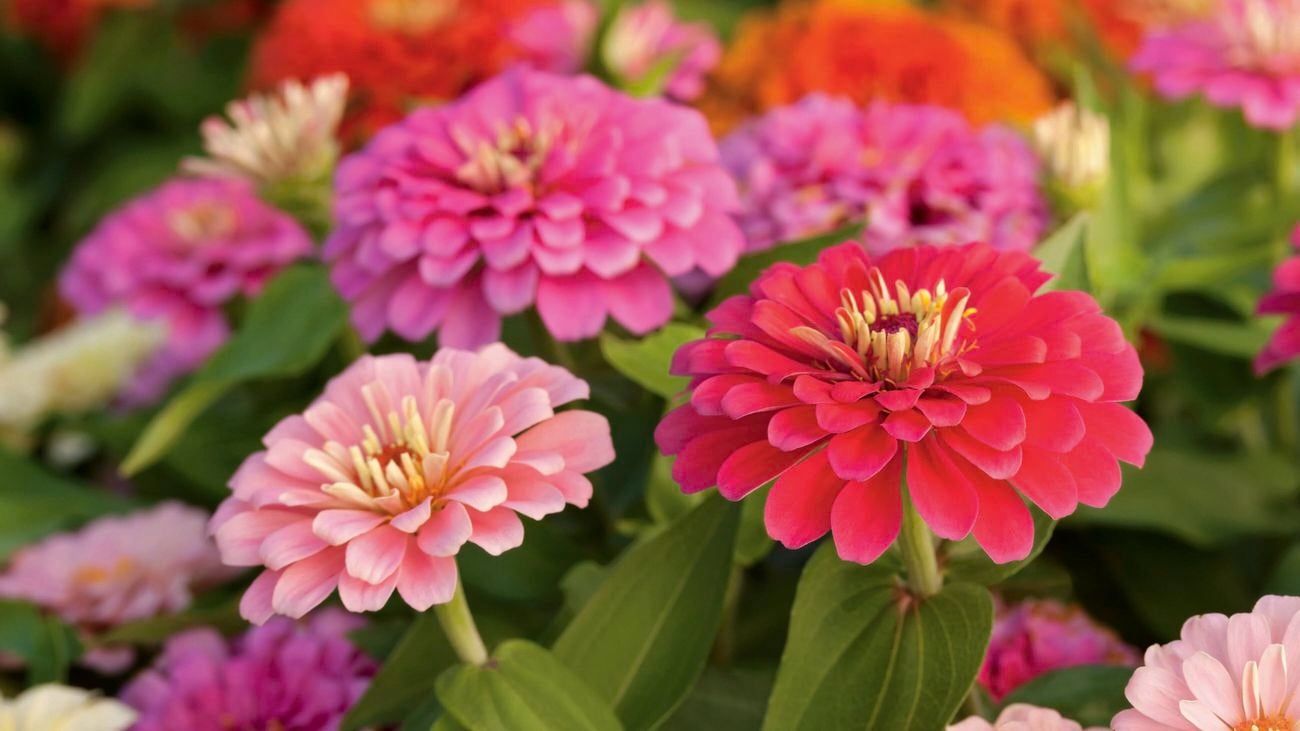 Zinnia
