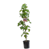 3L Thornless Jewel - Rubus hybrid Hortberry2 - Incredible Edibles Range