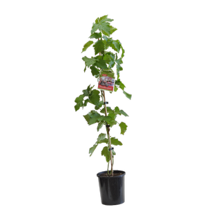 3L Thornless Jewel - Rubus hybrid Hortberry2 - Incredible Edibles Range