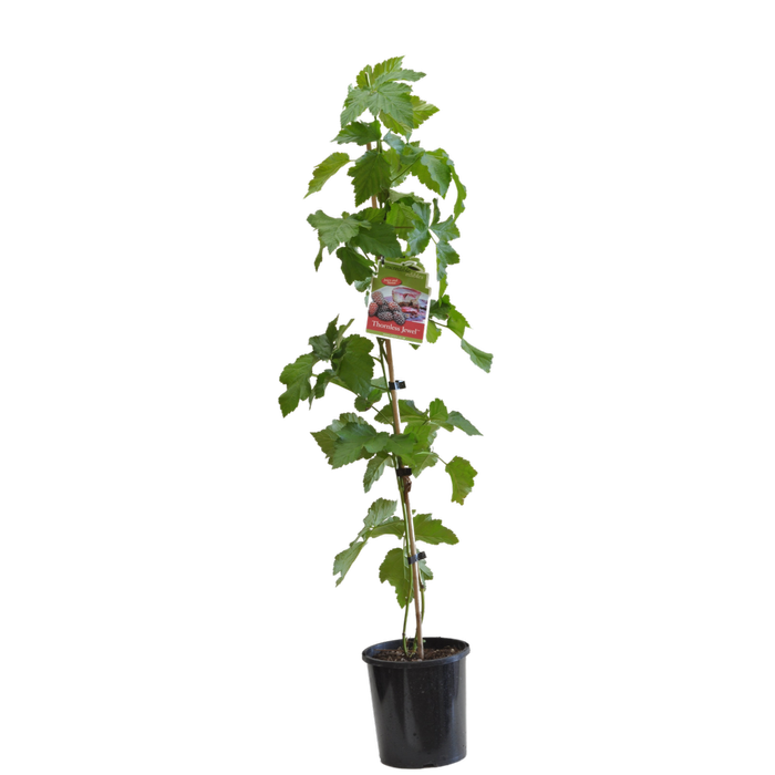 3L Thornless Jewel - Rubus hybrid Hortberry2 - Incredible Edibles Range