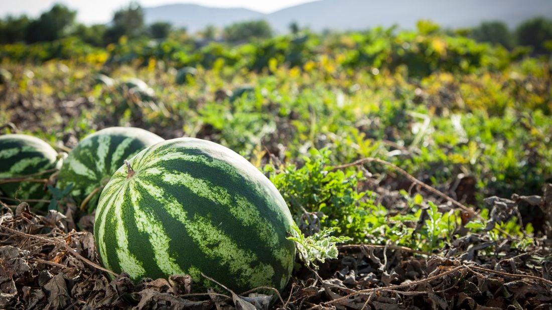 The success of watermelon starts long before you sow a seed. It starts with soil—not just any soil, but one that is alive with organic matter and beneficial microbes.