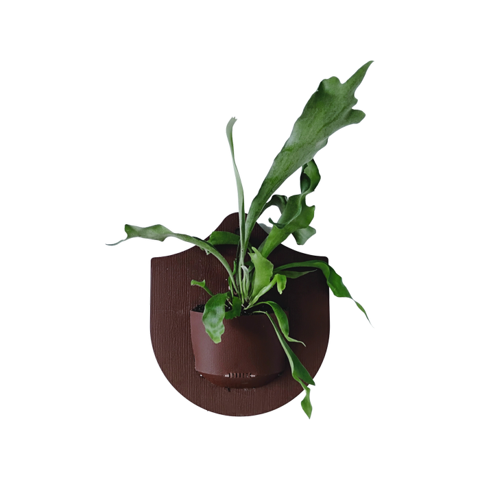 250mm Elkhorn Fern Shield - Platycerium bifurcatum