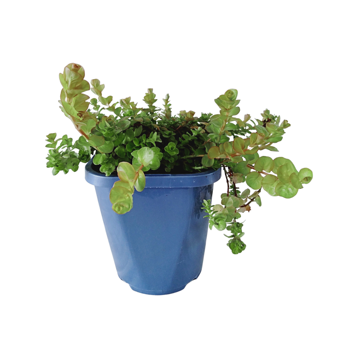 1.5L Golden Creeping Jenny - Lysimachia nummularia aurea