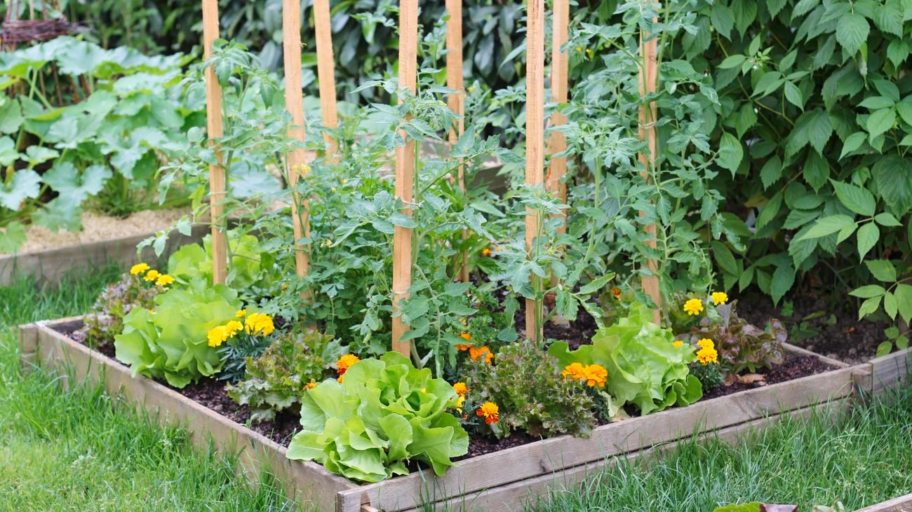 Salad plantation in a square garden at springtime, with lettuce and tomato plantation and flowers.