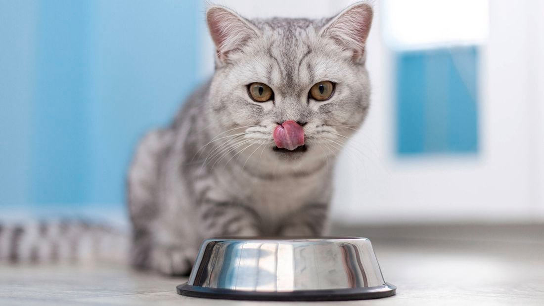 A grey tabby cat licking its nose, with a metal food bowl in the foreground.