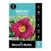 Bloomin' Bulbs Daylily Charcoal - 1 Pack