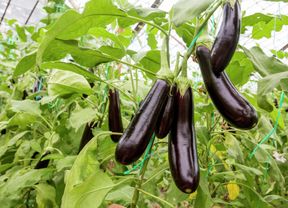 Deep purple tear drop shaped eggplants hanging.