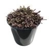 1.9L Platts Black - Leptinella