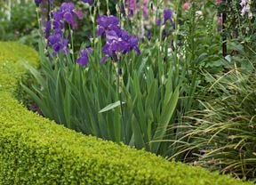 D.I.Y. - Header Image - Hedge trimming and lawn care tips for your garden