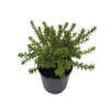 140mm Cascade Of Stars - Philotheca buxifolia