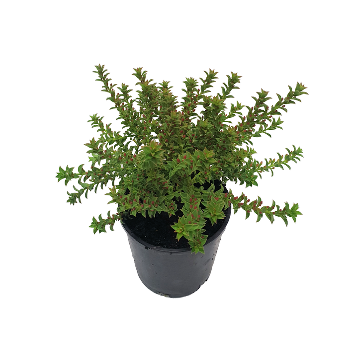 140mm Cascade Of Stars - Philotheca buxifolia