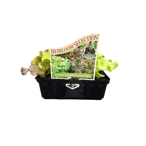 Punnet Lettuce Italian Lollo Mix - Lactuca Sativa