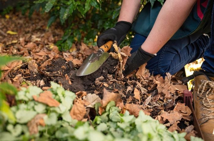 Mixing leaves into soil.