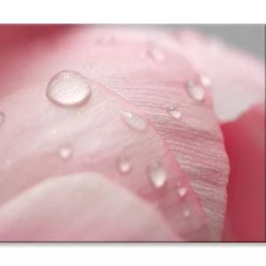 Pink Flower With Water Drops  Print 100% Australian Made 90 x 60cm  (Stretched)