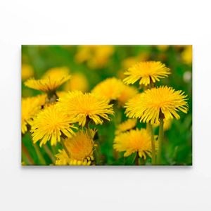 Yellow Flowers Close-Up View  Print 100% Australian Made 90 x 60cm  (Stretched)