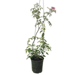150mm Pandorea Deep Pink - Pandorea Jasminoides Deep Pink
