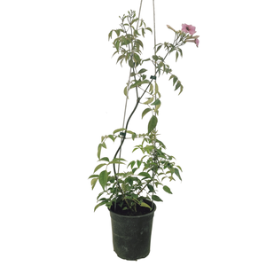 150mm Pandorea Deep Pink - Pandorea Jasminoides Deep Pink