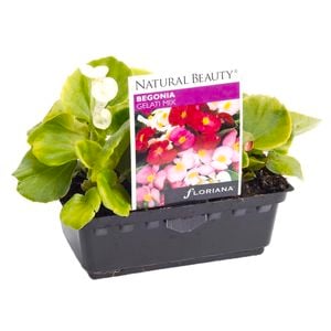 Begonia Gelati Mix Punnet - Begonia x semperflorens