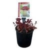 Gardening Solutionz 15cm Heuchera Indian Summer Cherryberry - Coral Bells
