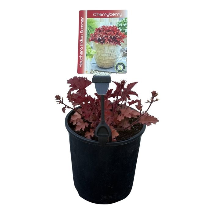 Gardening Solutionz 15cm Heuchera Indian Summer Cherryberry - Coral Bells