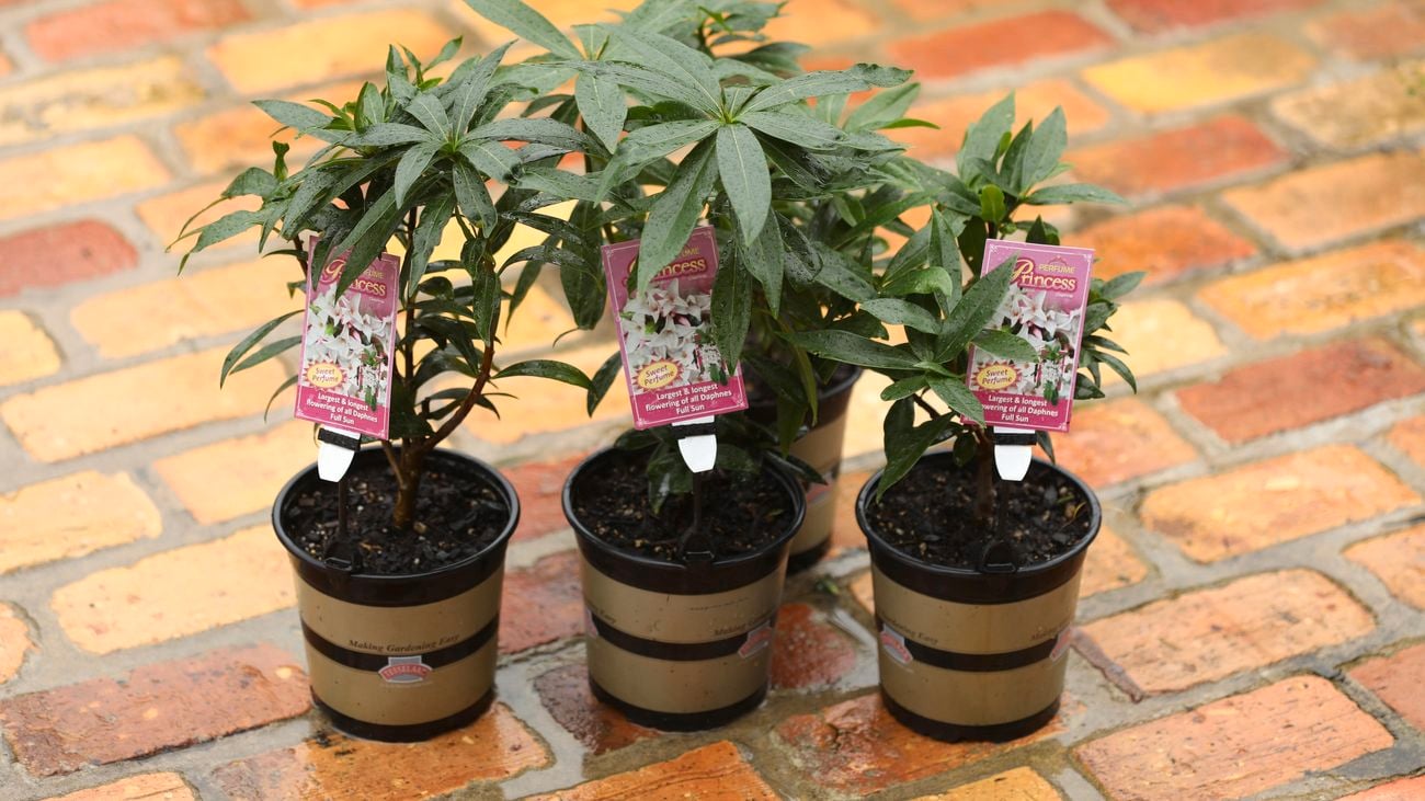 Daphne plants in plastic black pots.