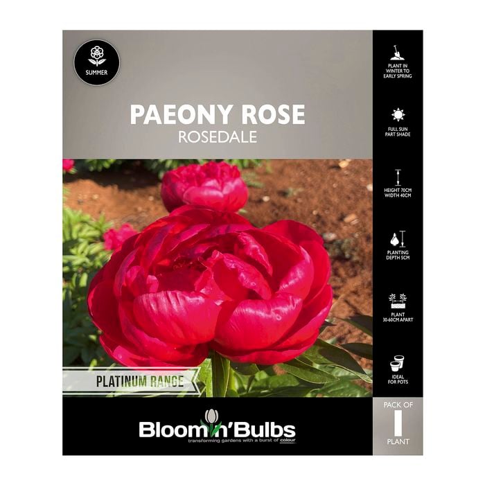 Bloomin' Bulbs Paeony Rose Rosedale - 1 Pack
