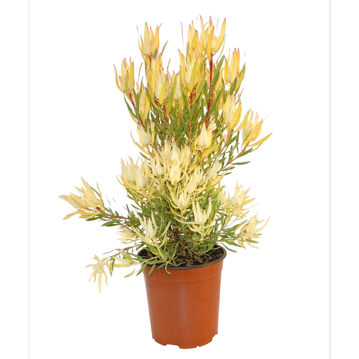 350mm Leucadendron Cream Delight - Leucadendron salignum Laureolum