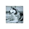 Alaskan Square Cushion Cover
