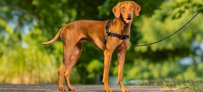 Petsafe- Header- Brand page