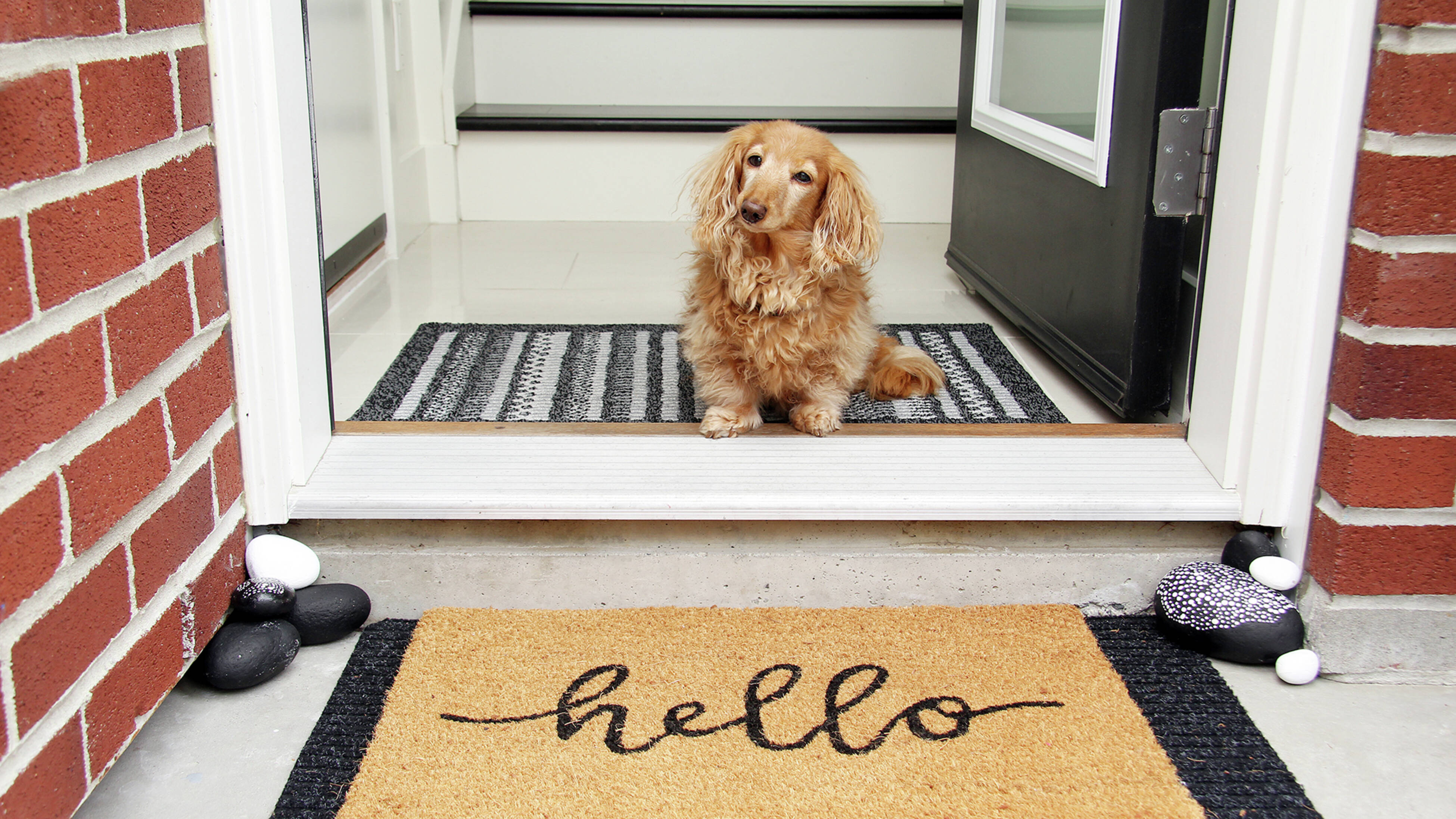  Small golden long‑haired dog sits on a grey striped rug inside an open front door. 