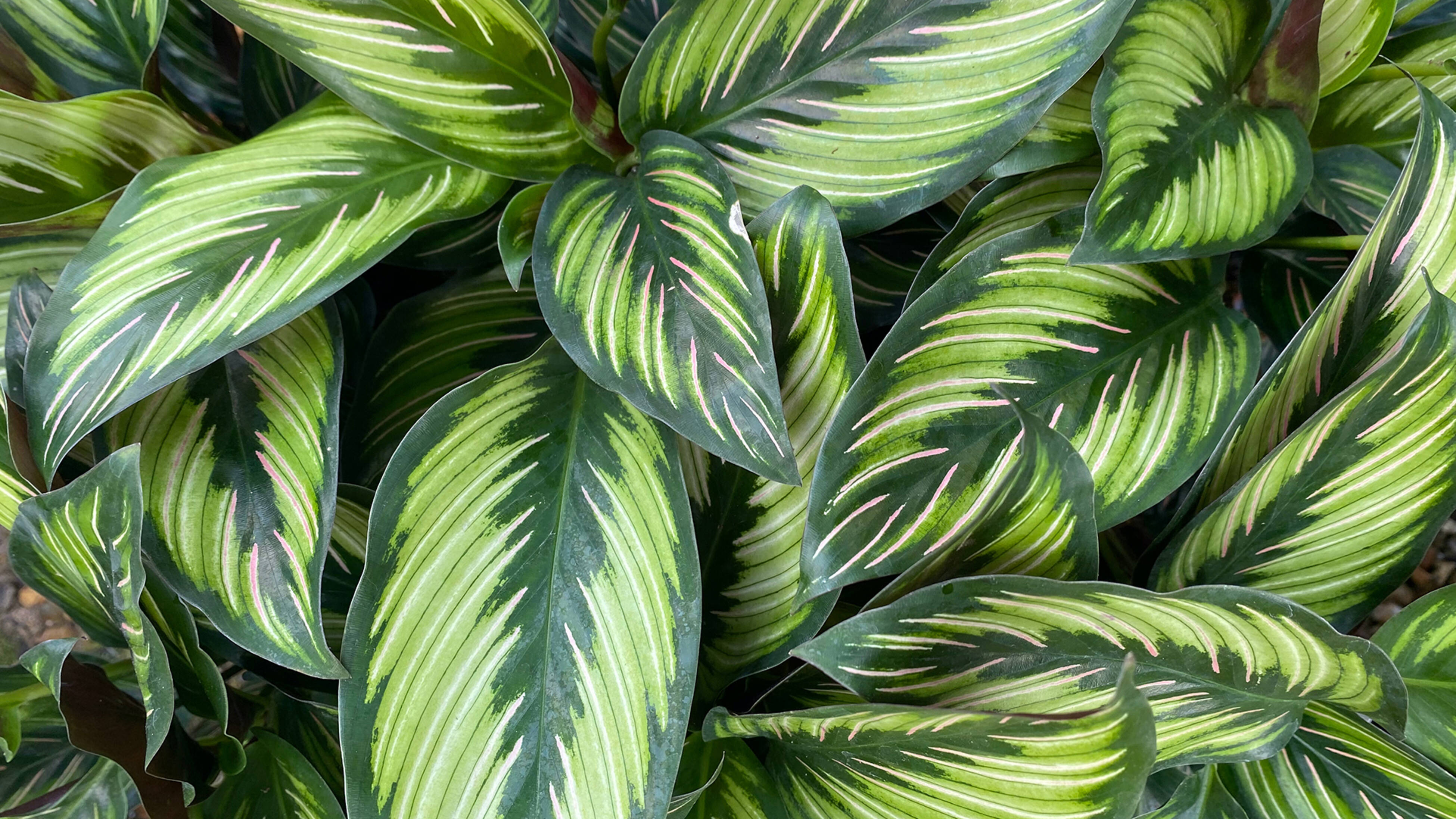 Lush green foliage with elongated leaves marked by pale green and cream stripes in a dense leafy cluster.