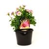 180mm Dahlia - Dahlia hybrida