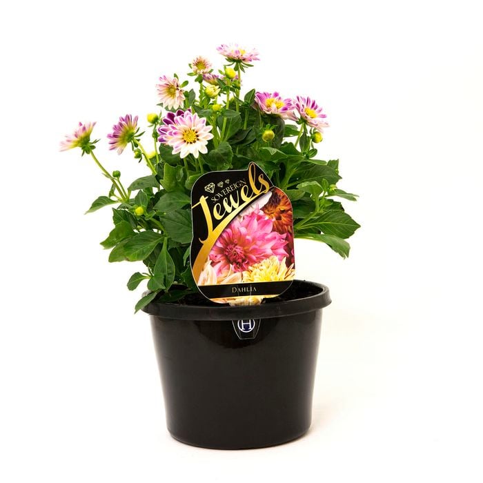 180mm Dahlia - Dahlia hybrida