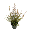 140mm Brown Boronia - Boronia megastigma